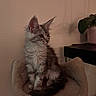 kitten, cat, fluffy, perch, pet, indoor, furniture, plant, wall, cozy, fur, small, animal, cute, sitting, home, domestic, young, ears, tail