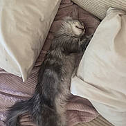 Bianca a rejoint le concours — aidez-le/la à gagner de superbes lots ! cat, gray_cat, sleeping, couch, pillows, blanket, cozy, furniture, indoor, relaxation, fluffy, pet, resting, home, comfort, animal, feline, soft, nap, domestic