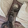 cat, gray_cat, sleeping, couch, pillows, blanket, cozy, furniture, indoor, relaxation, fluffy, pet, resting, home, comfort, animal, feline, soft, nap, domestic