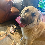 Banana is registered to the contest to win money with this photo: dog, golden_dog, indoor, carpet, leather_chair, sneaker, office_chair, plant, window, happy, panting, furniture, home, cozy, smiling_dog, tongue_out, blurred, casual, background, pet
