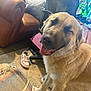 dog, golden_dog, indoor, carpet, leather_chair, sneaker, office_chair, plant, window, happy, panting, furniture, home, cozy, smiling_dog, tongue_out, blurred, casual, background, pet