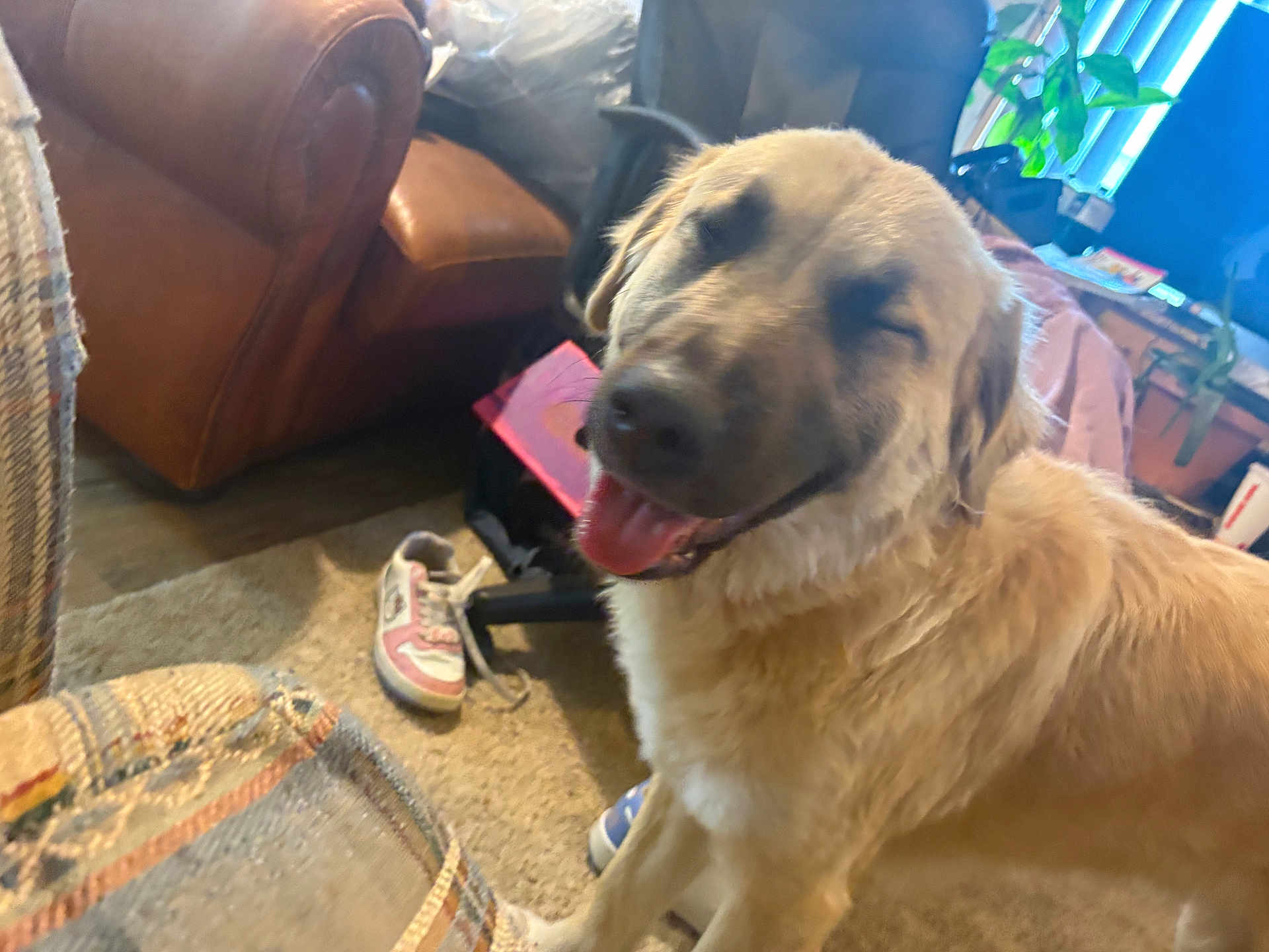 Banana is registered to the contest to win money with this photo: dog, golden_dog, indoor, carpet, leather_chair, sneaker, office_chair, plant, window, happy, panting, furniture, home, cozy, smiling_dog, tongue_out, blurred, casual, background, pet