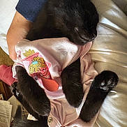 Bug is registered to the contest to win money with this photo: black_kitten, sleeping, pink_onesie, cartoon_print, hand, nap, cute, pet, feline, soft_fabric, cozy, indoor, resting, animal, fur, paw, cute_clothing, human_hand, relaxation, adorable