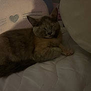 Princess Bean is registered to the contest to win money with this photo: cat, sleeping, bed, pillow, plush, cozy, feline, resting, indoor, cute, pet, fur, whiskers, soft, comfort, animal, relaxation, nap, quiet, home