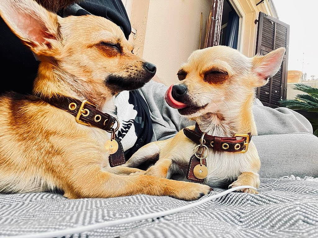 Sara participe au concours pour gagner de l'argent avec cette photo : canidae, carnivore, chihuahua, collar, companion_dog, dog, dog_breed, dog_clothes, dog_collar, dog_supply, eyewear, fawn, fur, snout, sporting_group, sunglasses, toy_dog, whiskers, window, working_animal