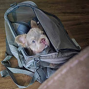 Ace joined the competition — help win amazing prizes! animal, backpack, bag, curious, cute, dog, ears, face, floor, gray, indoor, light, mesh, pet, puppy, snout, soft_light, travel, wooden_floor, zipper