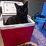 cat, black_cat, cooler, red_cooler, kitchen, countertop, banana, keys, keyring, potted_plant, plant, cabinet, tile_floor, indoor, pet, feline, amber_eyes, portrait, household_items, lid_open