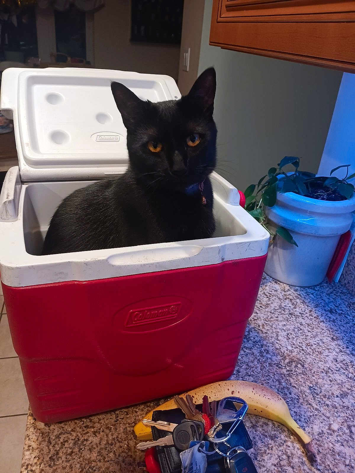 Salem is registered to the contest to win money with this photo: cat, black_cat, cooler, red_cooler, kitchen, countertop, banana, keys, keyring, potted_plant, plant, cabinet, tile_floor, indoor, pet, feline, amber_eyes, portrait, household_items, lid_open