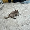 cat, gray_cat, pet, animal, feline, lying_down, outdoor, patio, tiles, floor, terrace, furniture, chair, cushion, rug, wall, relaxed, portrait, whiskers, tail