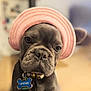 dog, puppy, french_bulldog, hat, pink_hat, collar, dog_tag, blue_tag, indoor, portrait, close_up, cute, pet, animal, wrinkles, brown_floor, soft_focus, adorable, young_dog, face