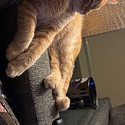 Kitkat joined the competition — help win amazing prizes! cat, orange_tabby, feline, pet, couch, armrest, remote_control, coffee_mug, glass_table, indoor, relaxed, fur, whiskers, paws, domestic_animal, household, cozy, resting, side_view, furniture
