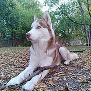 Lobo joined the competition — help win amazing prizes! dog, husky, blue_eyes, outdoor, leaves, stick, grass, tree, pet, animal, canine, fur, nature, backyard, laying_down, daylight, cute, mammal, alert, quiet