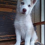Lobo joined the competition — help win amazing prizes! puppy, dog, siberian_husky, blue_eyes, fur, pet, animal, young, sitting, wooden_bench, wood, rustic, cute, portrait, indoors, furry, small_paws, head_tilt, close_up, curious