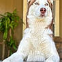 dog, husky, blue_eyes, fur, pet, animal, portrait, outdoor, wooden_fence, paw, ears, nose, canine, mammal, closeup, looking_away, guarding, house, plant, background_blur