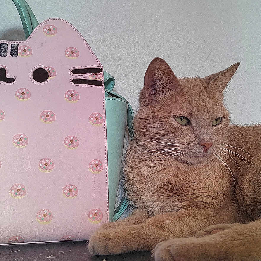 Mickey a rejoint le concours — aidez-le/la à gagner de superbes lots ! abyssinian, accessories, angora, animal, applique, bag, cat, computer, computerhardware, computerkeyboard, electronics, handbag, hardware, laptop, manx, pattern, pc, pet, purse, totebag