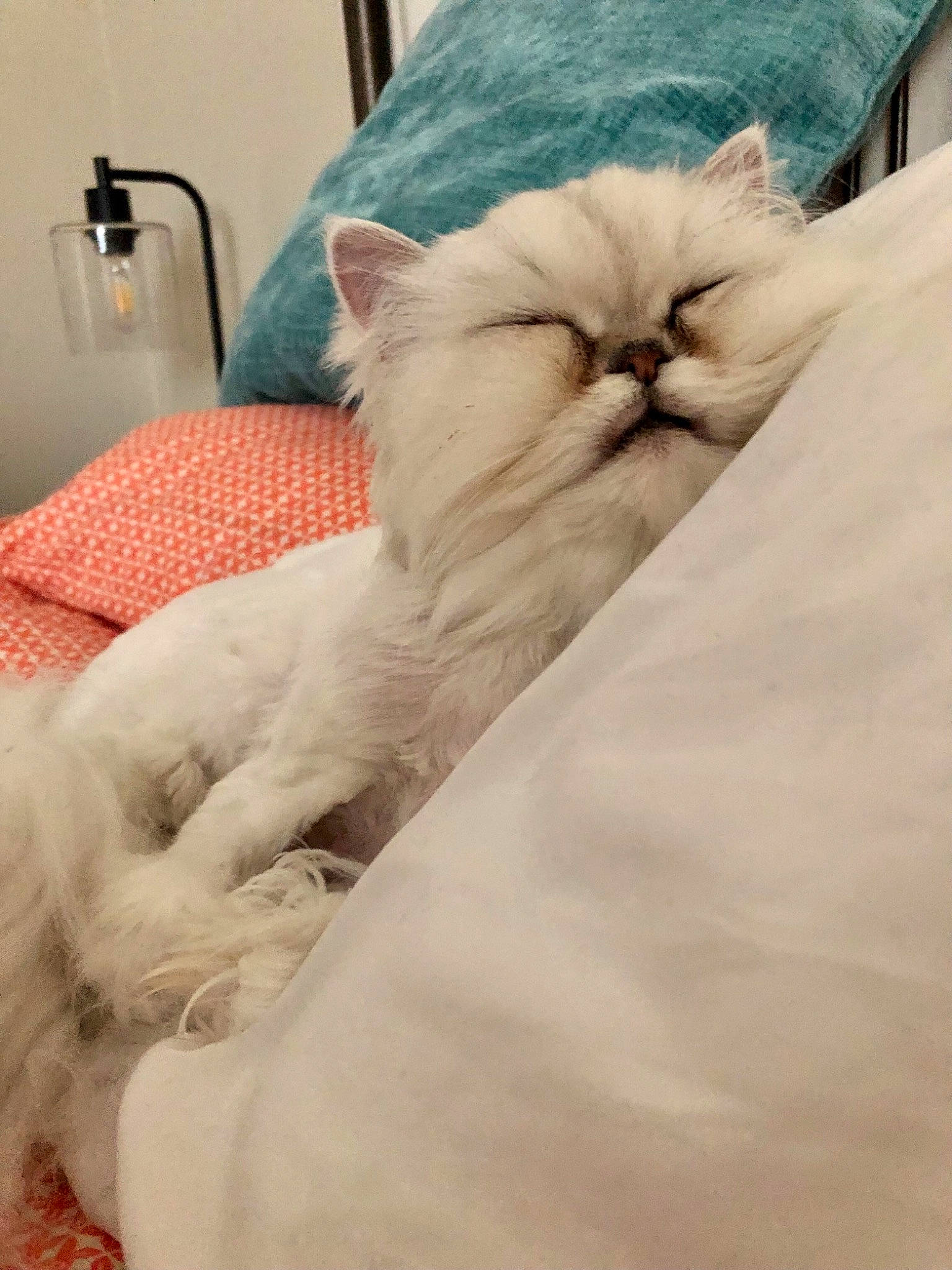 Emerald is registered to the contest to win money with this photo: bed, bed_sheet, bedding, carnivore, cat, claw, comfort, fawn, felidae, fur, linens, nap, paw, room, small_to_medium_sized_cats, whiskers