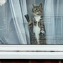 abyssinian, angora, animal, architecture, baywindow, brick, building, cat, curtain, egyptiancat, homedecor, kitten, linen, manx, outdoors, pet, shelter, window, windowshade, windowsill
