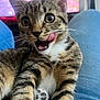 abyssinian, animal, bodypart, cat, chair, couch, cushion, face, furniture, head, homedecor, kitten, manx, mouth, person, pet, photography, portrait, teeth, tongue
