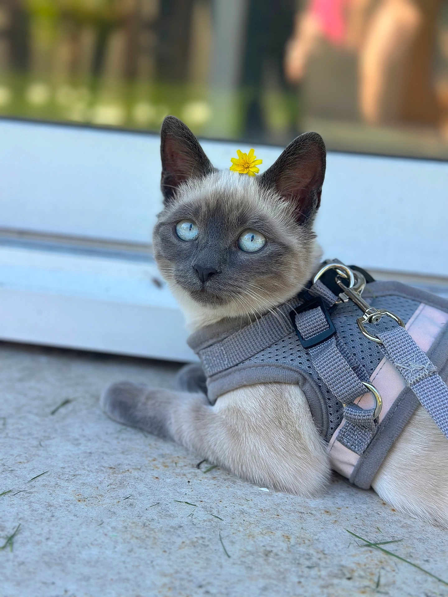 Arès a rejoint le concours — aidez-le/la à gagner de superbes lots ! cat, kitten, siamese, blue_eyes, flower, yellow_flower, harness, pet, animal, fur, whiskers, outdoor, concrete, close_up, cute, young, lying_down, curious, domestic_cat, small
