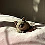 Arès a rejoint le concours — aidez-le/la à gagner de superbes lots ! kitten, cat, siamese, pet, animal, indoor, sunlight, blanket, soft, cute, feline, relaxing, cozy, small, fur, sleepy, resting, shadow, warm, home