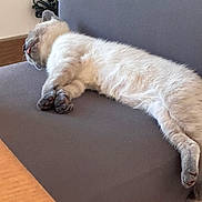 Arès participe au concours pour gagner de l'argent avec cette photo : cat, sleeping, tongue_out, fluffy, gray_couch, indoor, relaxed, paw, fur, resting, animal, pet, cute, cozy, side_view, floor, home, domestic, feline, playful