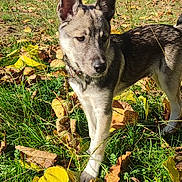 Yuki participe au concours pour gagner de l'argent avec cette photo : dog, puppy, grass, leaves, autumn, outdoor, sunlight, ears, animal, nature, garden, young, pet, mammal, daytime, walking, collar, brown, white, black
