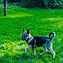 Yuki a rejoint le concours — aidez-le/la à gagner de superbes lots ! dog, puppy, grass, outdoor, animal, pet, nature, greenery, young, canine, fur, tail, ears, walking, sunlight, playful, collar, field, summer, park