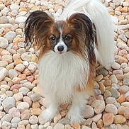 Pookie joined the competition — help win amazing prizes! animal, black, brown, curious, dog, ears, fluffy, fur, long_hair, nature, outdoor, papillon, pebbles, pet, portrait, rocks, small_dog, standing, tail, white