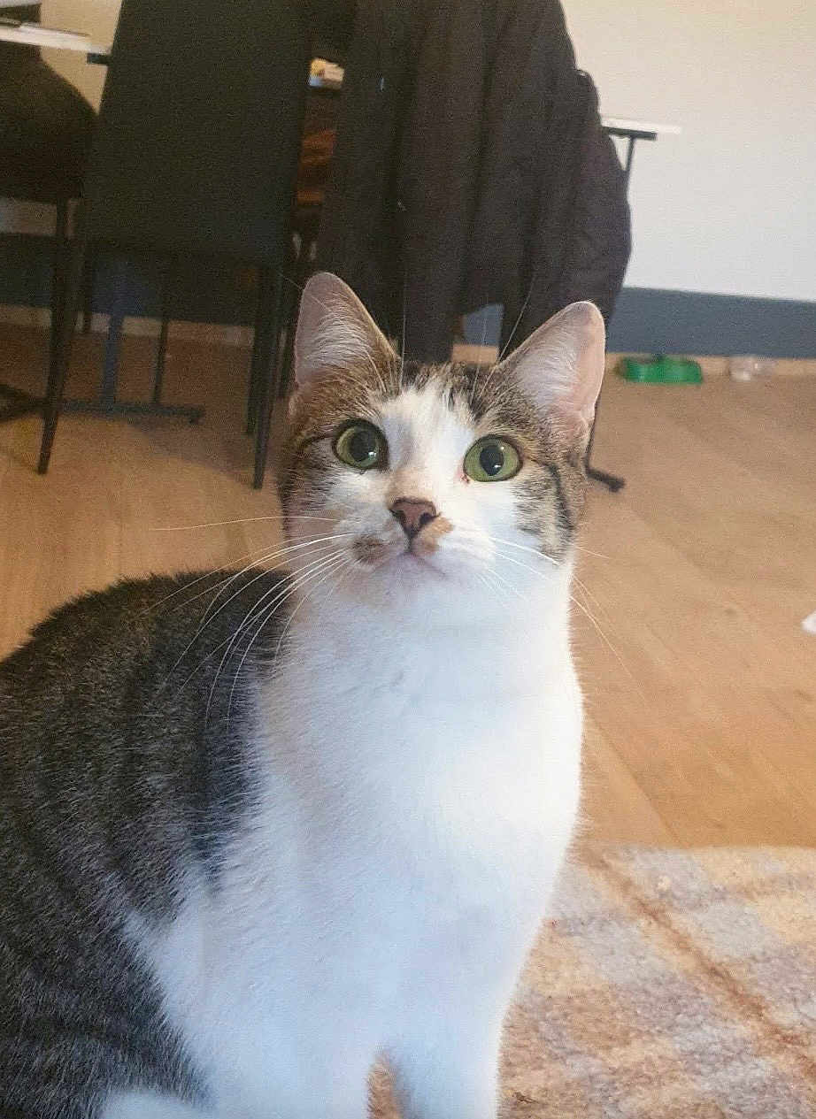 Princess a rejoint le concours — aidez-le/la à gagner de superbes lots ! cat, tabby, white_fur, indoor, floor, rug, furniture, chair, coat, curious, pet, whiskers, ears, eyes, domestic_animal, mammal, home, flooring, fur, animal