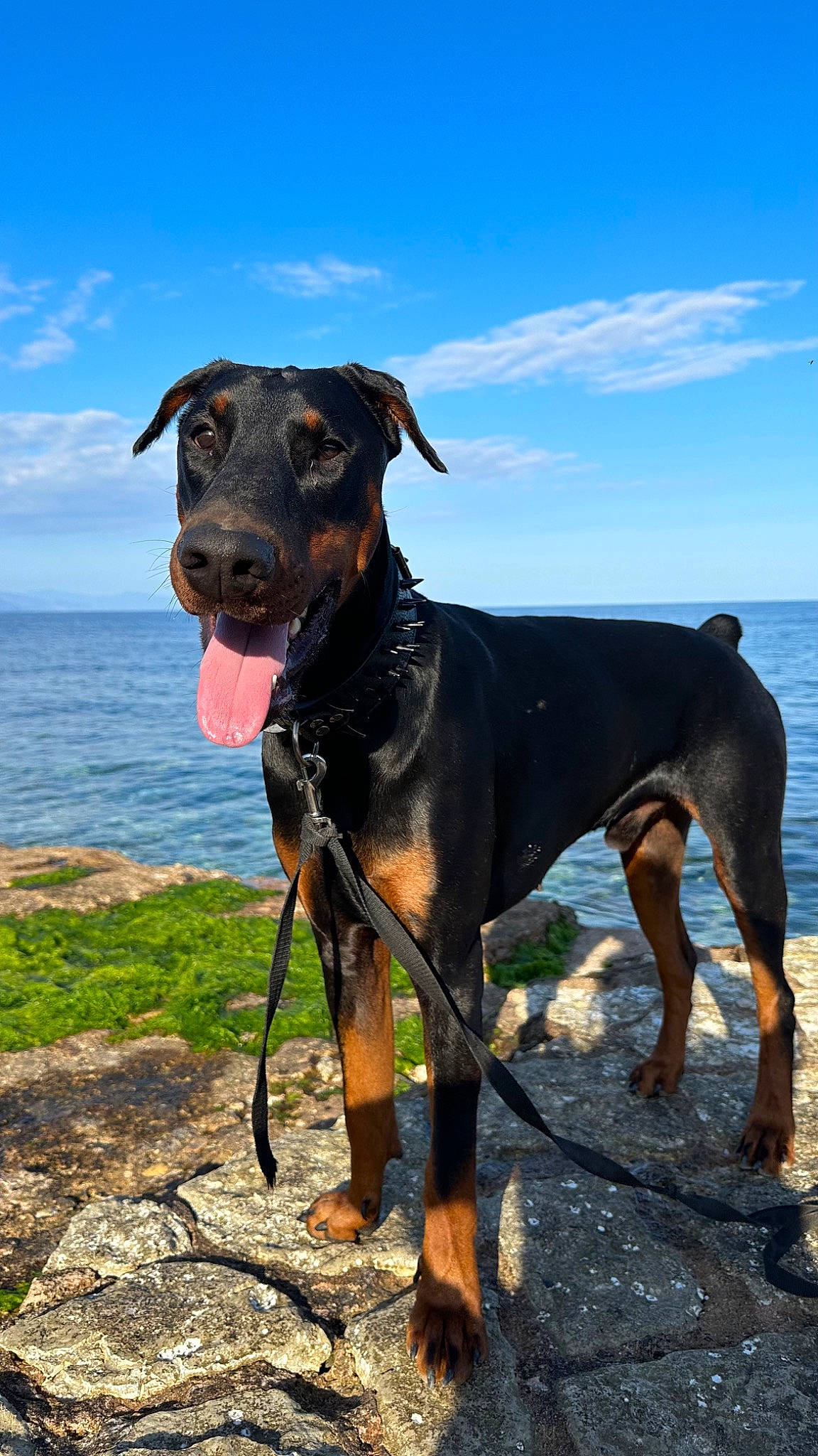 Hades a rejoint le concours — aidez-le/la à gagner de superbes lots ! beach, borador, canidae, carnivore, cloud, collar, dog, dog_breed, dog_collar, fawn, hunting_dog, landscape, leash, ocean, sky, snout, sporting_group, water, working_animal, working_dog