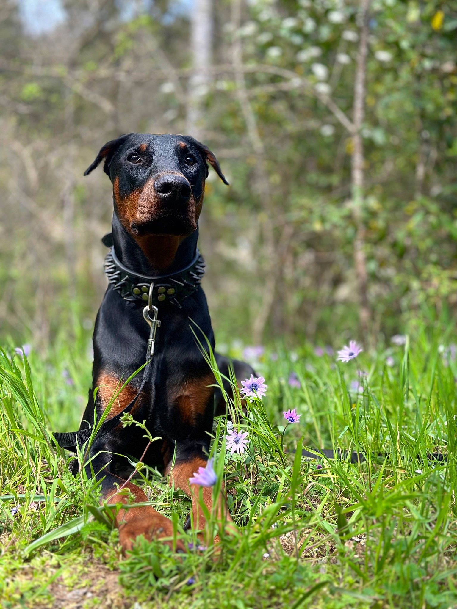 Hades participe au concours pour gagner de l'argent avec cette photo : carnivore, companion_dog, dobermann, dog, dog_breed, flower, grass, grassland, guard_dog, hound, hunting_dog, pinscher, plant, prazsky_krysarik, sporting_group, terrestrial_animal, toy_dog, tree, working_animal, working_dog