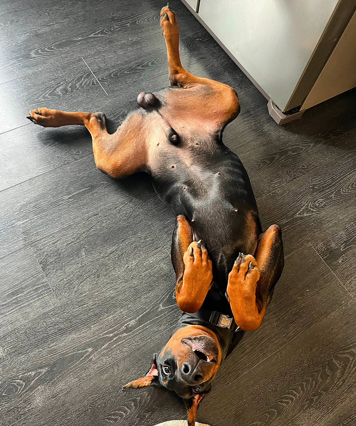 Hades a rejoint le concours — aidez-le/la à gagner de superbes lots ! barefoot, canidae, carnivore, comfort, companion_dog, dog, dog_breed, dog_supply, fawn, flooring, guard_dog, hardwood, liver, paw, pinscher, sporting_group, tail, toy_dog, wood, working_animal