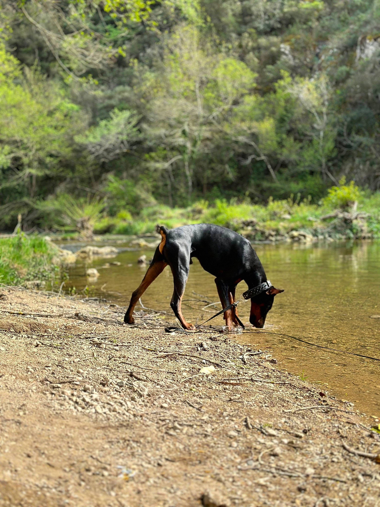 Hades participe au concours pour gagner de l'argent avec cette photo : adventure, canidae, carnivore, dog, dog_breed, fawn, forest, grass, jungle, lake, landscape, plant, recreation, soil, sporting_group, terrestrial_animal, tree, water, wildlife, working_animal