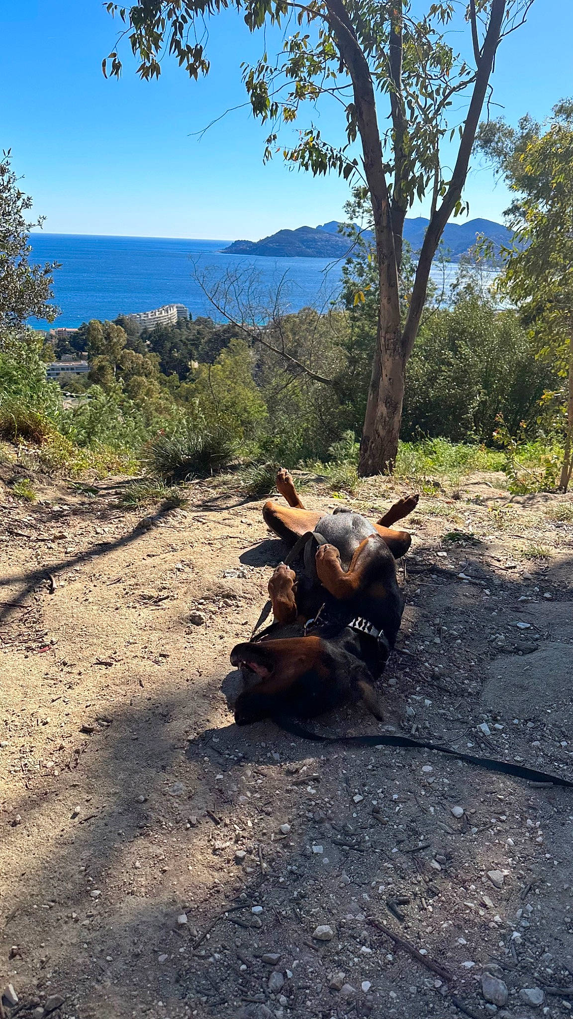 Hades participe au concours pour gagner de l'argent avec cette photo : ecoregion, fawn, forest, grass, landscape, mountain, natural_landscape, plant, plant_community, road, road_surface, rock, sky, tail, trail, tree, trunk, vegetation, wood, working_animal