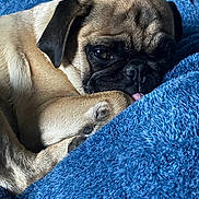 Sol joined the competition — help win amazing prizes! dog, pug, pet, sleeping, cozy, blanket, blue, fur, cute, animal, snuggled, resting, closeup, face, paw, domestic_animal, mammal, companion, relaxed, indoors