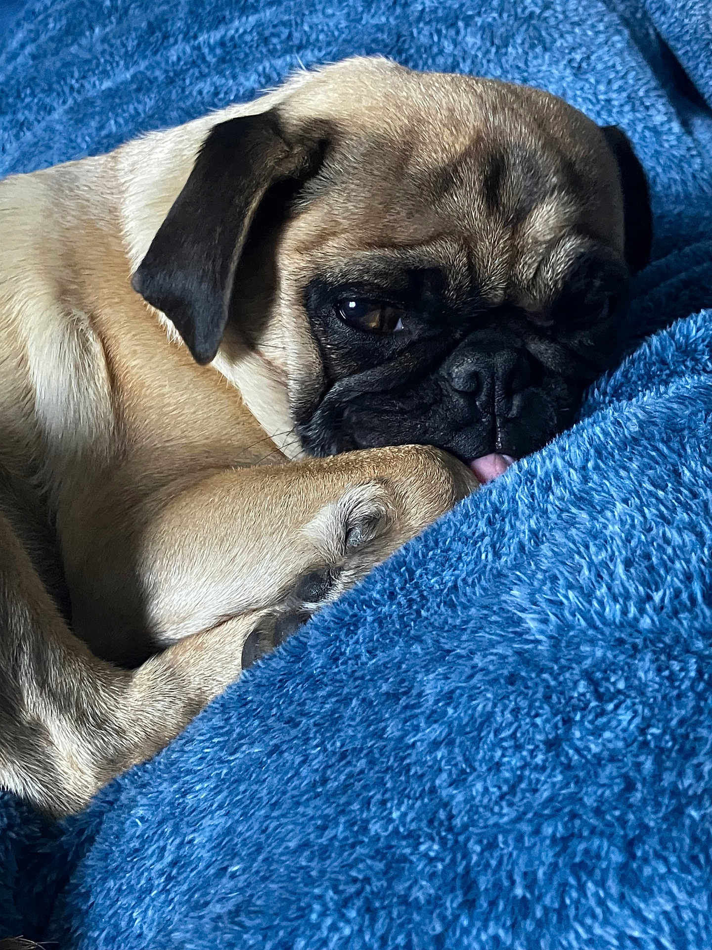 Sol joined the competition — help win amazing prizes! dog, pug, pet, sleeping, cozy, blanket, blue, fur, cute, animal, snuggled, resting, closeup, face, paw, domestic_animal, mammal, companion, relaxed, indoors