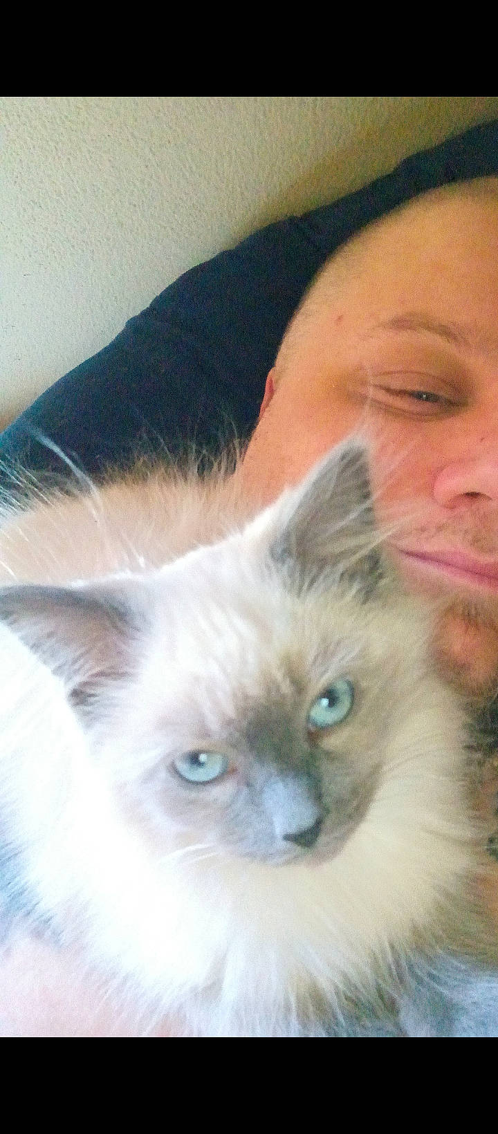 Kimba is registered to the contest to win money with this photo: balinese, beard, birman, carnivore, cat, eye, eyelash, face, fawn, felidae, fur, gesture, iris, nose, ragdoll, siamese, small_to_medium_sized_cats, snout, terrestrial_animal, whiskers