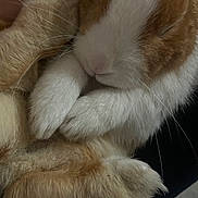 Pepe is registered to the contest to win money with this photo: cat, sleeping, close_up, fur, white, orange, paws, curled_up, cozy, pet, animal, whiskers, relaxing, cute, mammal, domestic, feline, resting, soft, nap