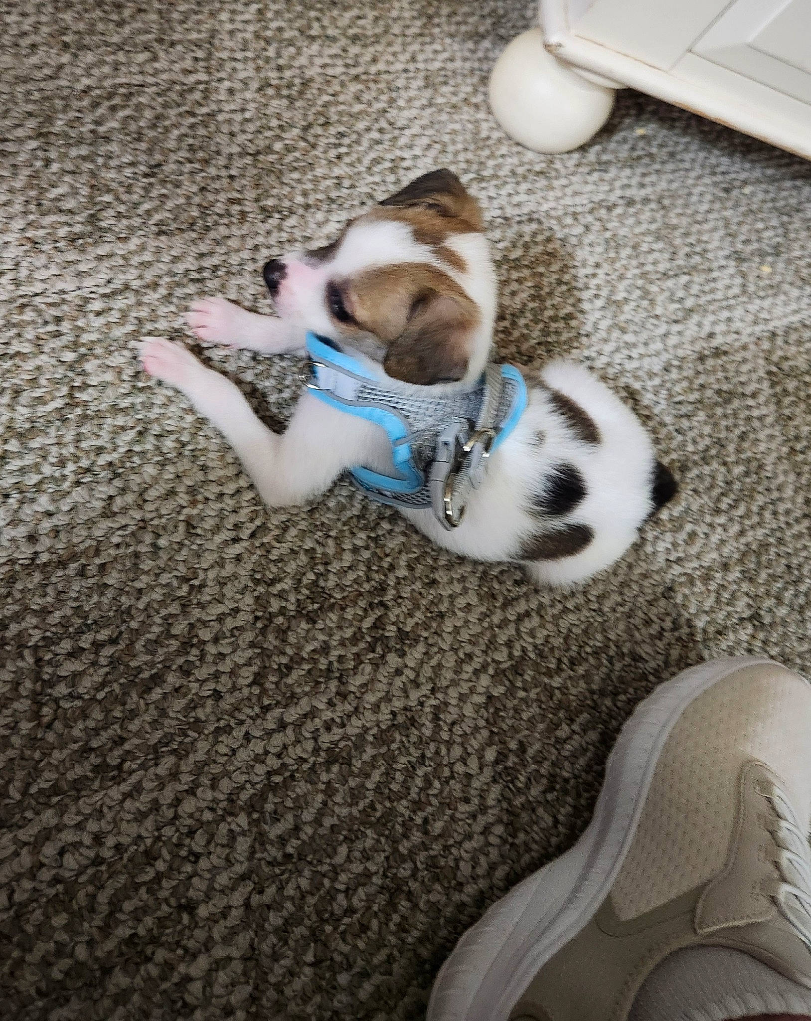 Ceasar joined the competition — help win amazing prizes! carnivore, comfort, companion_dog, dog, dog_breed, dog_supply, fawn, felidae, floor, flooring, fur, hardwood, mammal, paw, snout, sporting_group, tail, toy_dog, white, wood