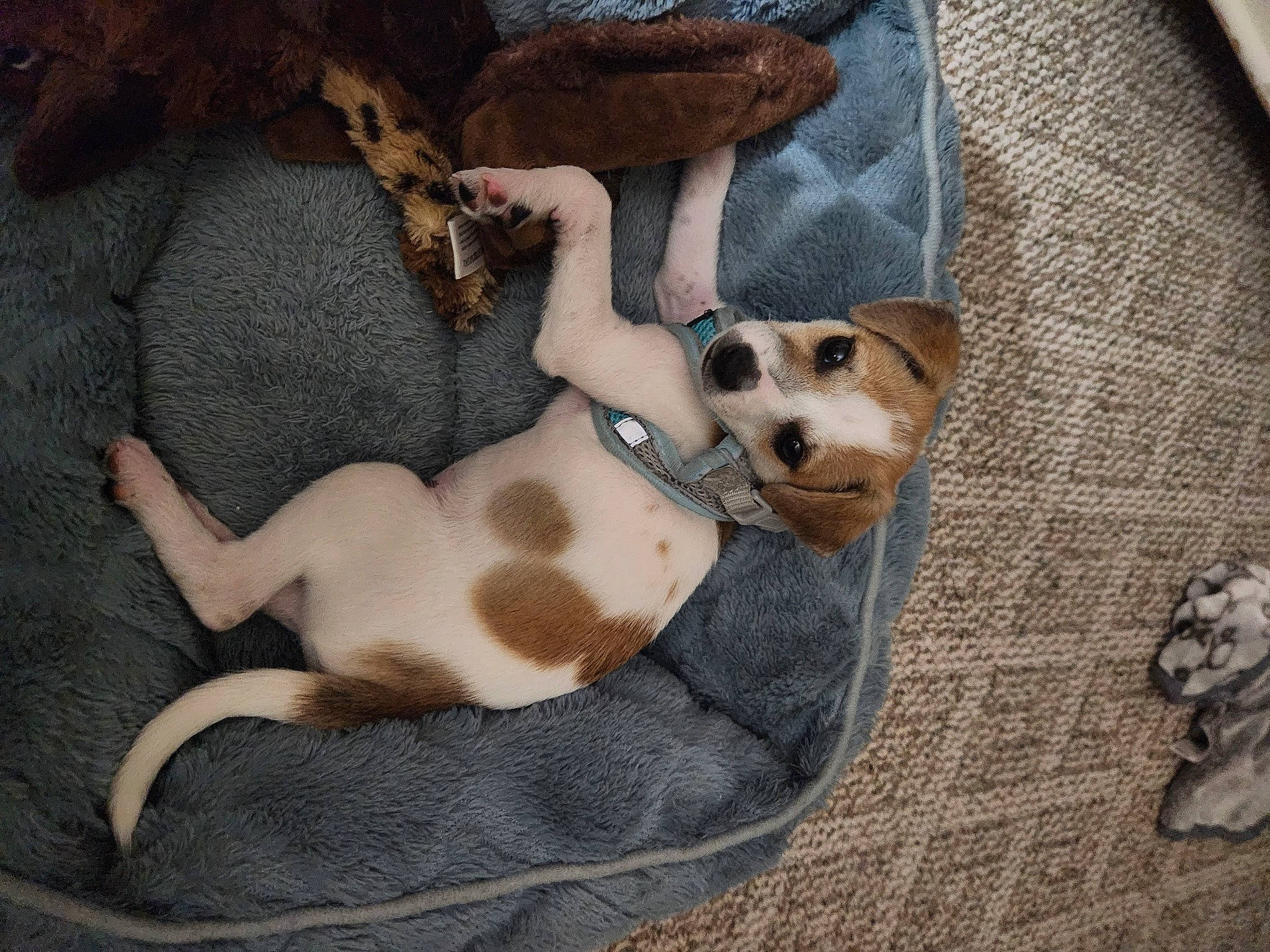 Ceasar joined the competition — help win amazing prizes! carnivore, chihuahua, comfort, companion_dog, couch, dog, dog_bed, dog_breed, dog_supply, fawn, fur, linens, nap, paw, puppy_love, snout, sporting_group, tail, toy_dog, working_animal