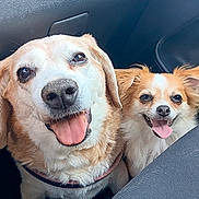 Guizmo Et Fidji a rejoint le concours — aidez-le/la à gagner de superbes lots ! adorable, animal, canine, car, closeup, companion, cute, dog, domestic_animal, ears, friendship, fur, happy, indoor, mammal, pet, seat, smiling, tongue_out, two_dogs