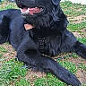 dog, black_dog, pet, grass, outdoor, happy, animal, lawn, collar, canine, nature, yard, playful, domestic_animal, muzzle, fur, tongue, daylight, relaxed, side_view