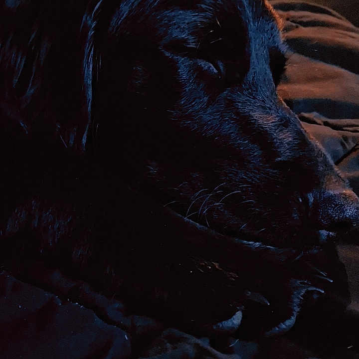 Millie