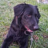 Millie is registered to the contest to win money with this photo: dog, black_dog, grass, outdoor, yard, pet, canine, collar, leash, nature, relaxed, animal, fence, shed, tree, daylight, tongue, ears, muzzle, fur