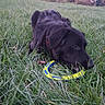 dog, black_dog, grass, outdoor, toy, ring_toy, nature, trees, playful, pet, animal, green_grass, collar, park, canine, daylight, field, closeup, lying_down, muzzle
