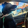 dog, black_dog, collar, car_interior, window, leash, sunlight, parking_lot, vehicle, side_mirror, door_handle, seat, leash_clip, daylight, pet, canine, happy, looking_out, indoor, animal
