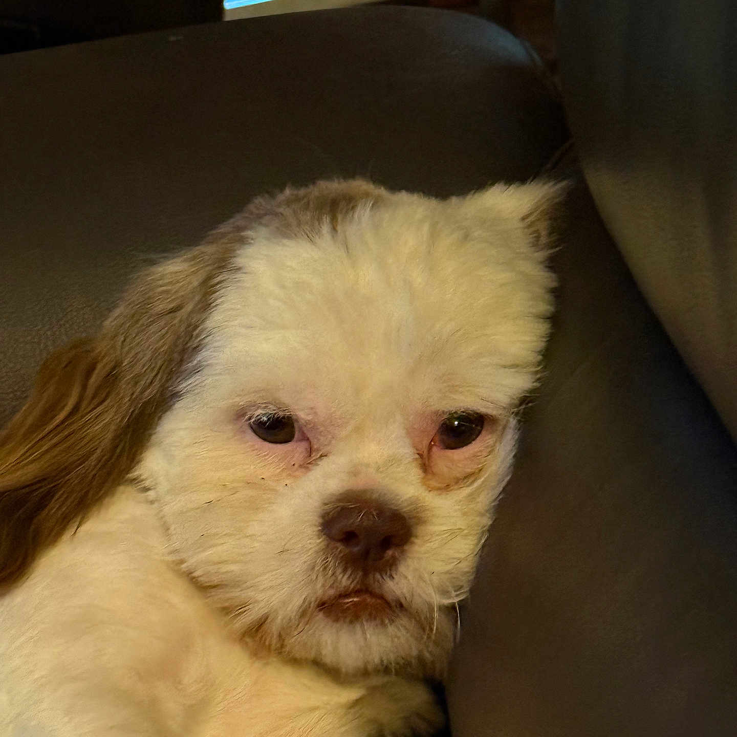 Whiteboi is registered to the contest to win money with this photo: animal, brown, closeup, companion, couch, cute, dog, domestic, expression, face, fur, indoors, leather, mammal, paw, pet, relaxed, resting, sleepy, white