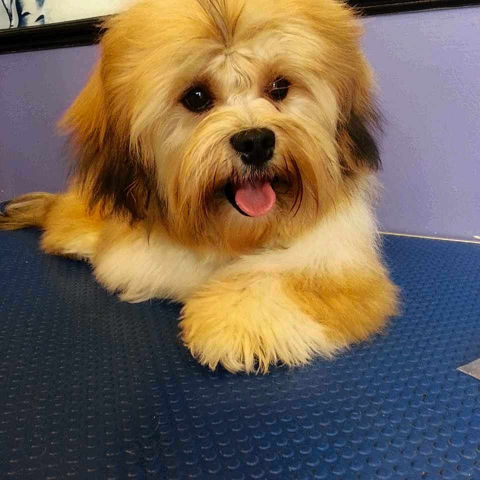 Cookie joined the competition — help win amazing prizes!