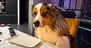 Phenix participe au concours pour gagner de l'argent avec cette photo : dog, table, empty_plate, paw, tablecloth, indoor, living_room, kitchen, furniture, remote_control, curtains, lamp, modern, pet, begging, expression, fur, brown, white, cozy