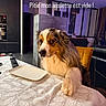dog, table, empty_plate, paw, tablecloth, indoor, living_room, kitchen, furniture, remote_control, curtains, lamp, modern, pet, begging, expression, fur, brown, white, cozy